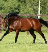 开云中国-魔术客场遭遇溜马绝杀,失去比赛的球员